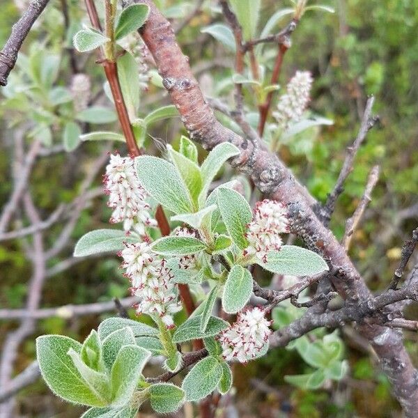 Salix glauca Blüte