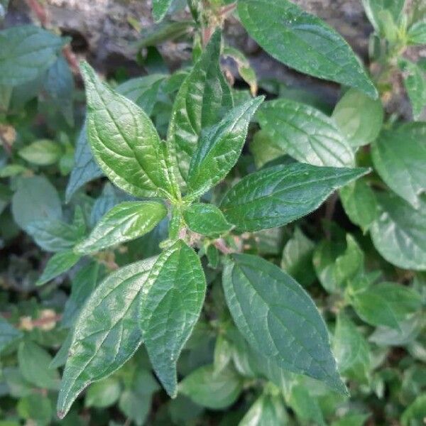 Parietaria judaica Leaf