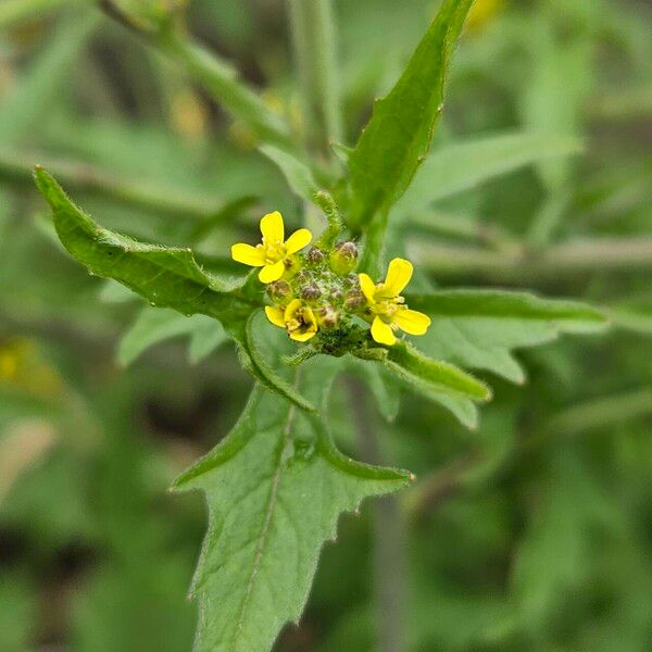 Sisymbrium officinale Flor