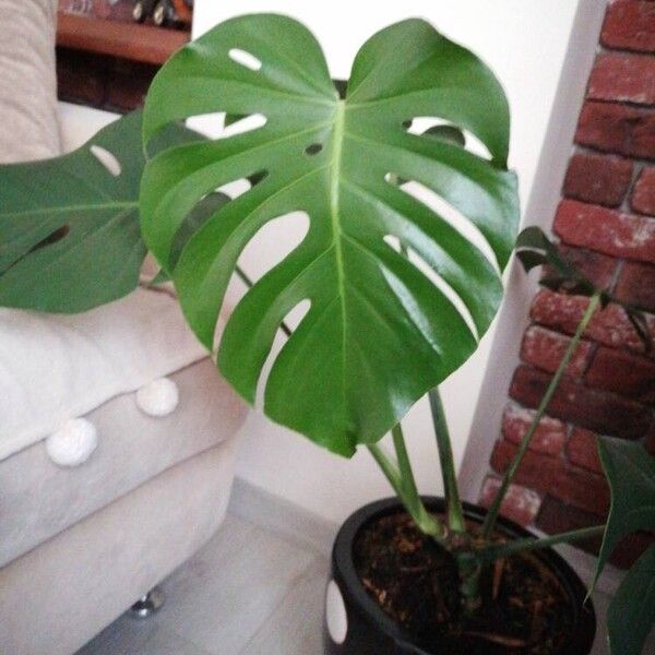 Monstera deliciosa Fuelha