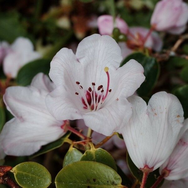 Rhododendron callimorphum Квітка