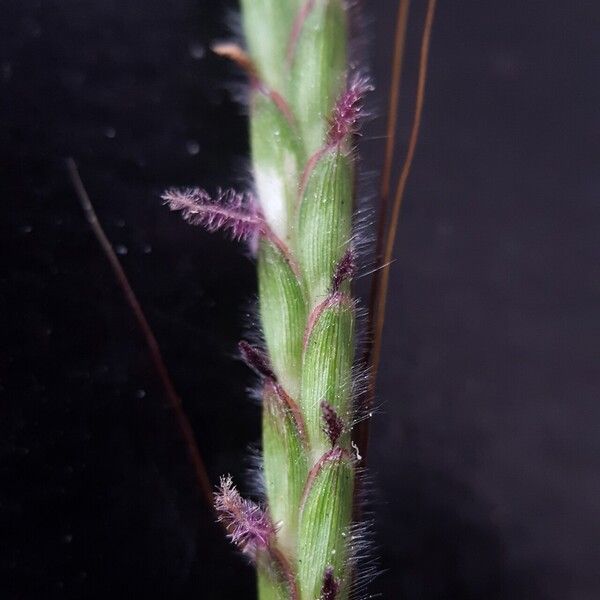 Dichanthium aristatum ᱵᱟᱦᱟ