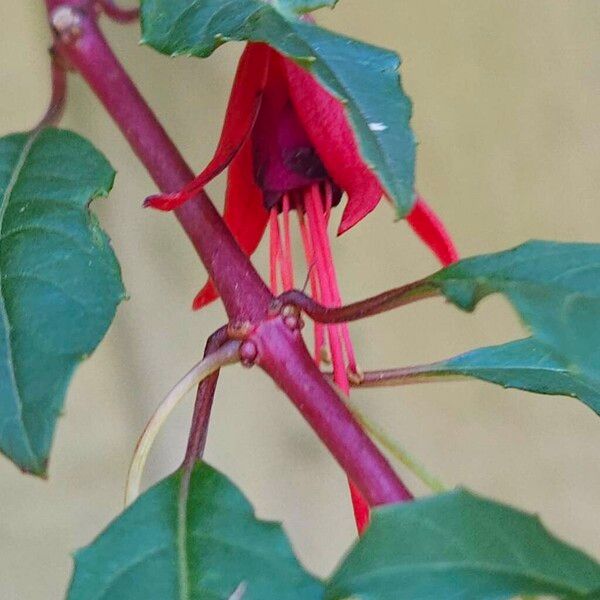 Fuchsia magellanica Ŝelo