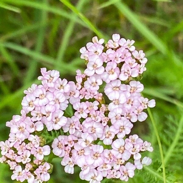 Achillea distans Blüte