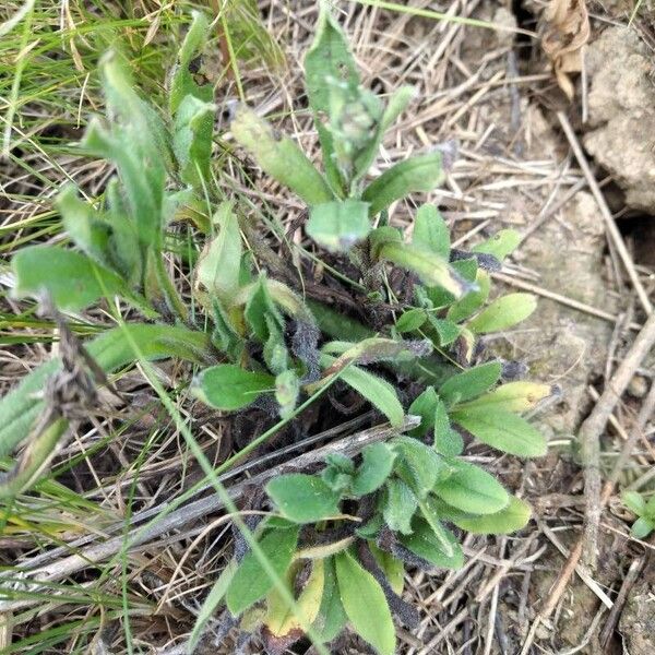 Myosotis nemorosa Leaf