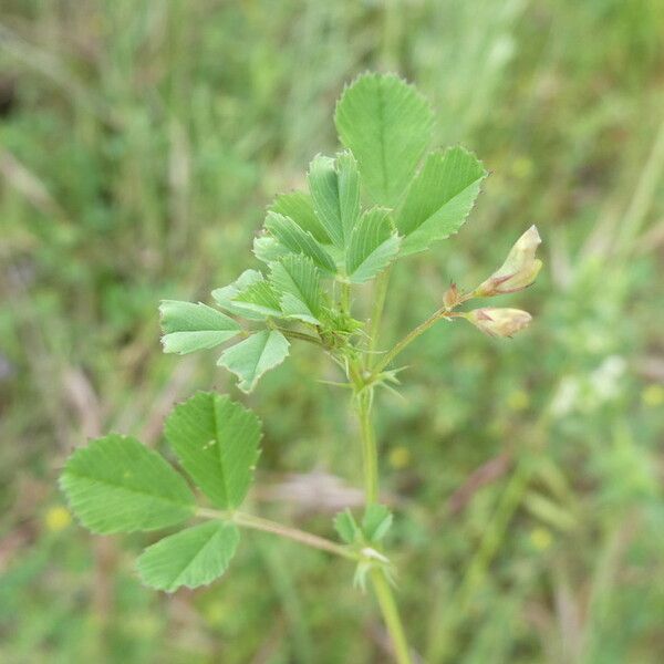 Medicago orbicularis Frunză