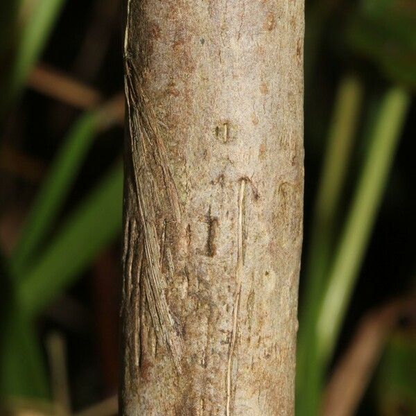 Clibadium surinamense 樹皮