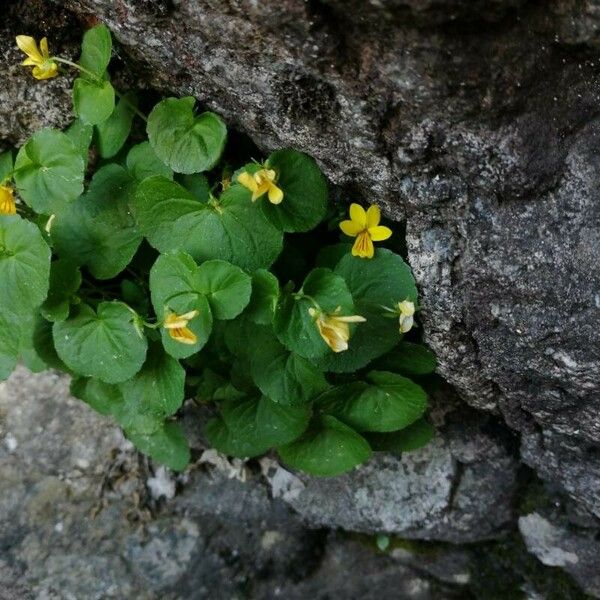 Viola biflora Floro