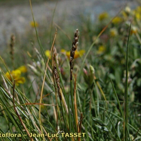 Carex myosuroides Blomma