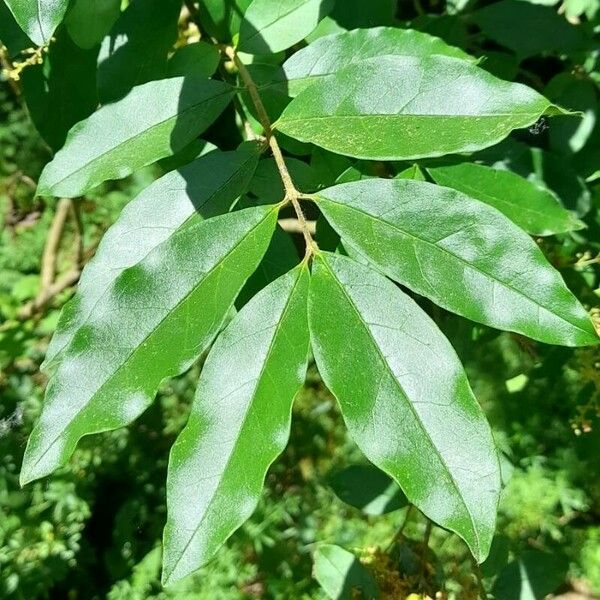 Ligustrum sinense Levél