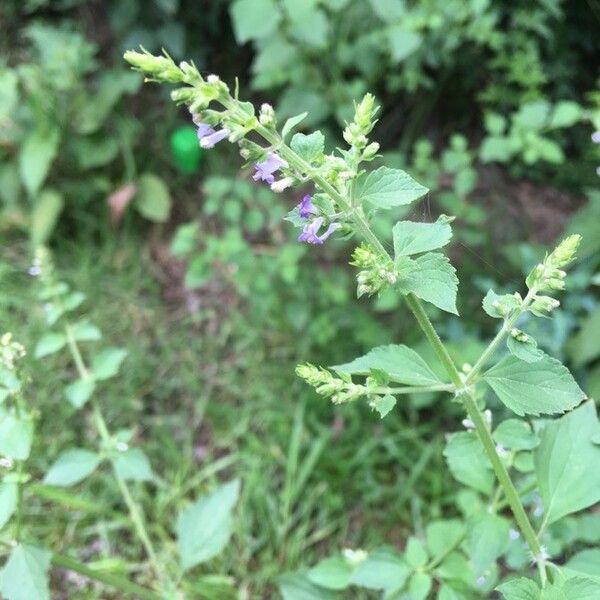 Scutellaria lateriflora Fiore