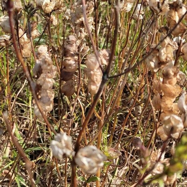 Rhinanthus major Ffrwyth