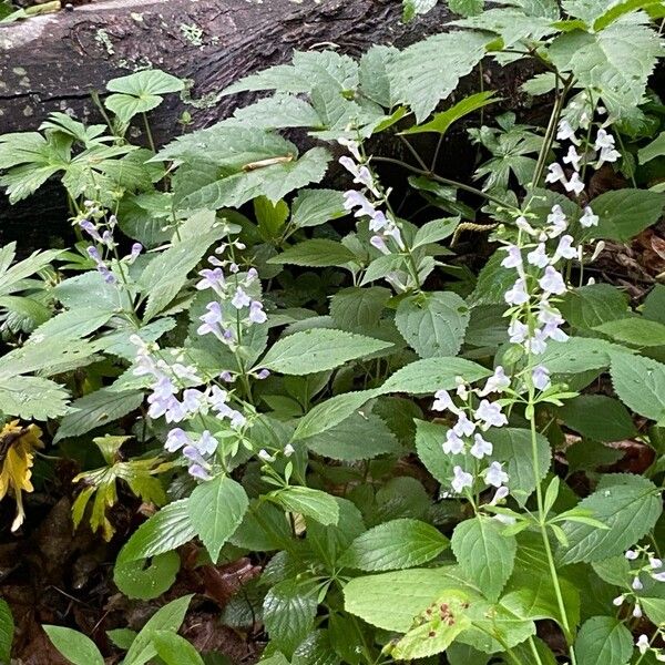 Scutellaria serrata Blad