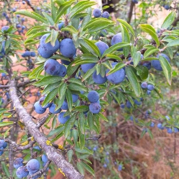 Prunus spinosa Φρούτο