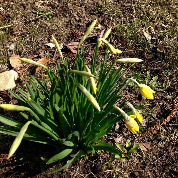 Narcissus pseudonarcissus Habit