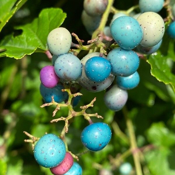 Ampelopsis cordata Fruit