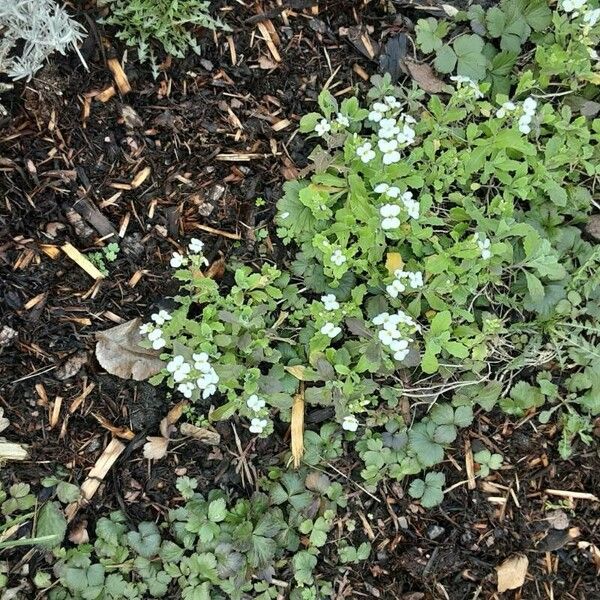 Arabis caucasica Flor