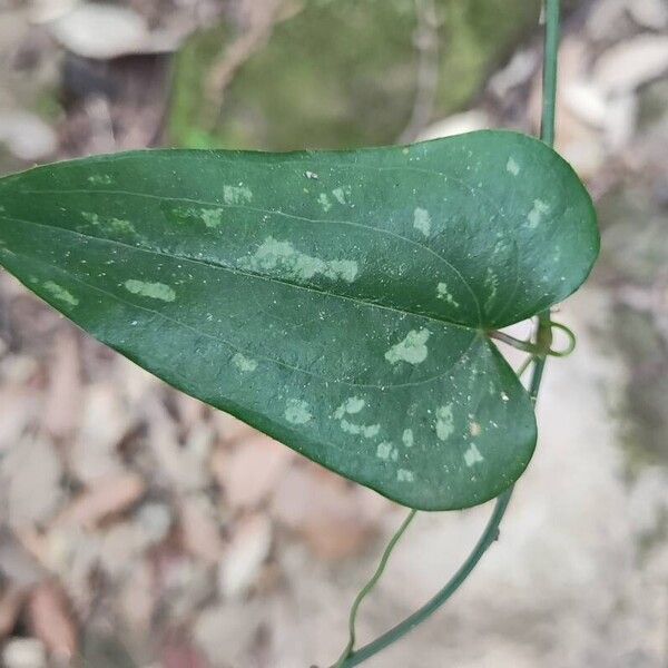 Smilax bona-nox برگ