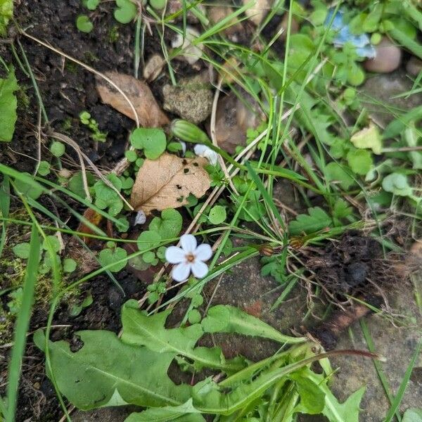 Arenaria balearica Õis