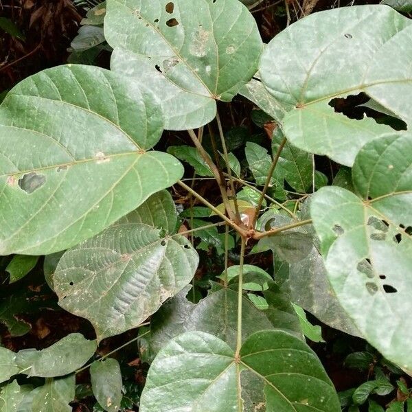 Manniophyton fulvum Leaf