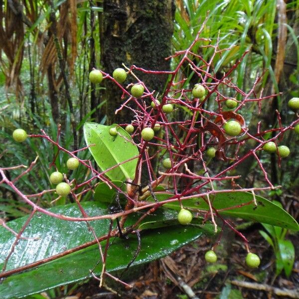 Tapeinosperma ellipticum Frutto