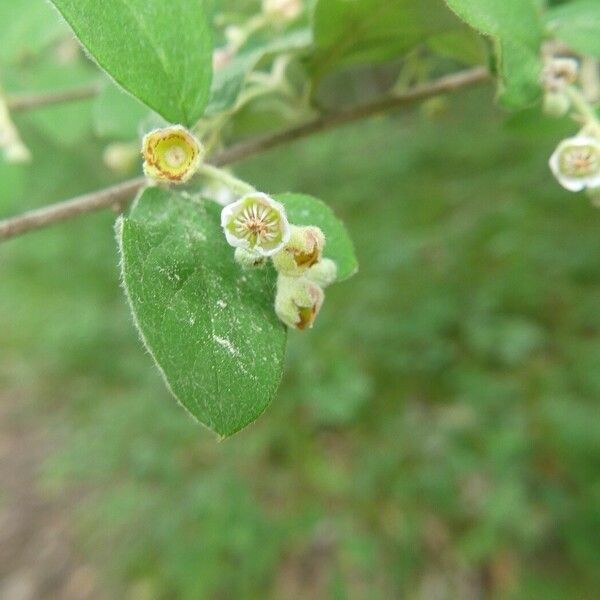 Cotoneaster tomentosus Blüte