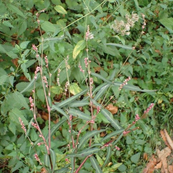 Persicaria minor Характер