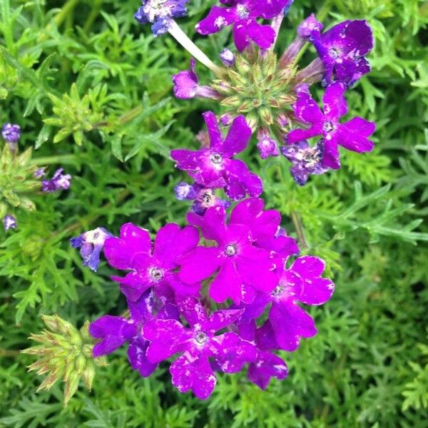 Verbena tenera Flower