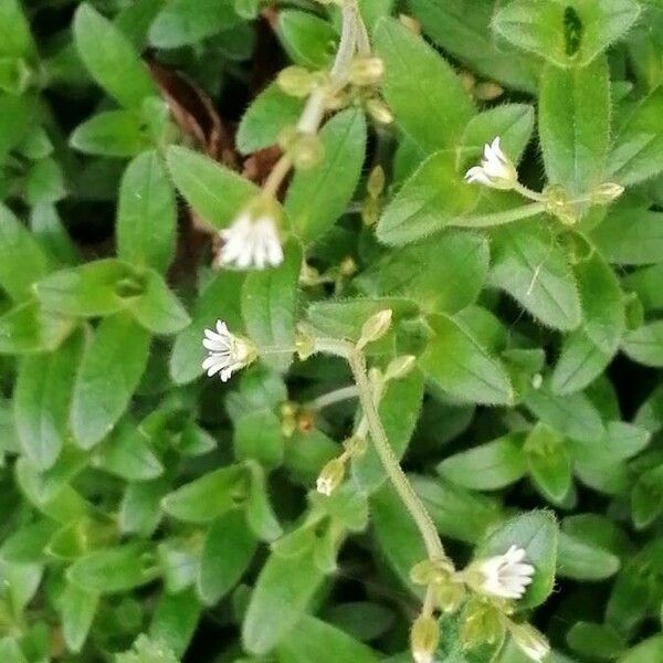 Cerastium fontanum Blüte