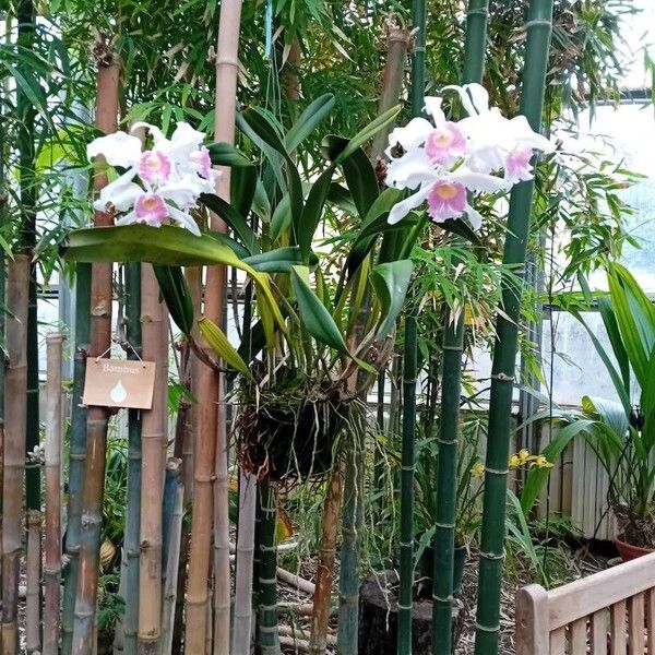 Cattleya trianae Flower