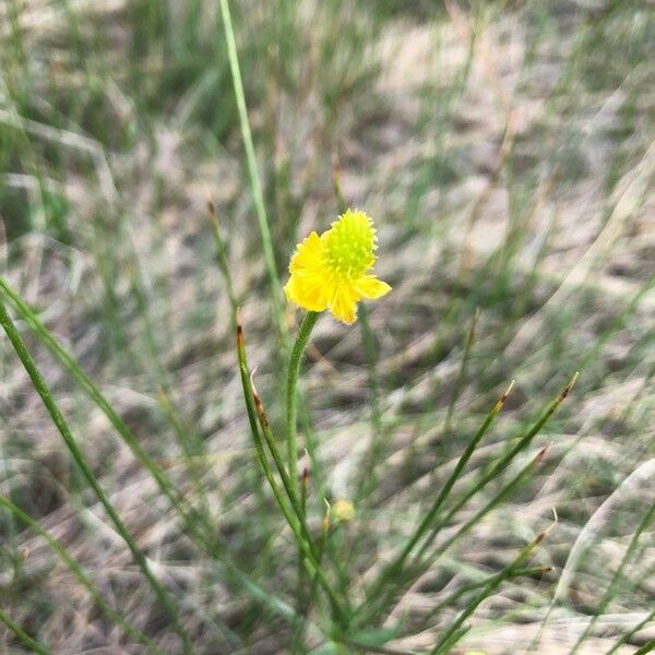 Ranunculus glaberrimus 花