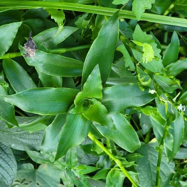 Tripogandra diuretica 葉
