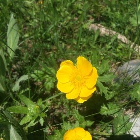 Ranunculus acris Цвят