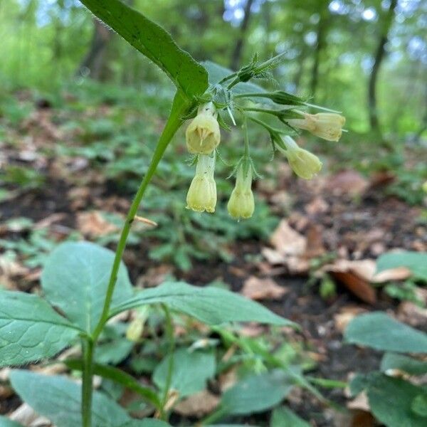 Symphytum tuberosum Blomma