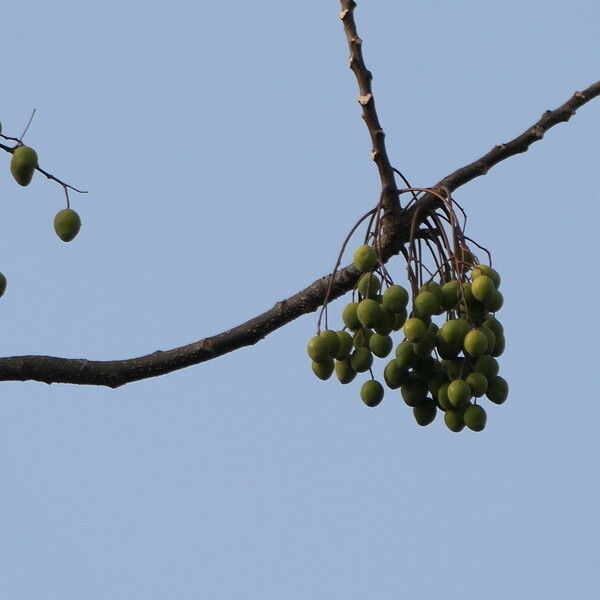 Melia dubia Fruit