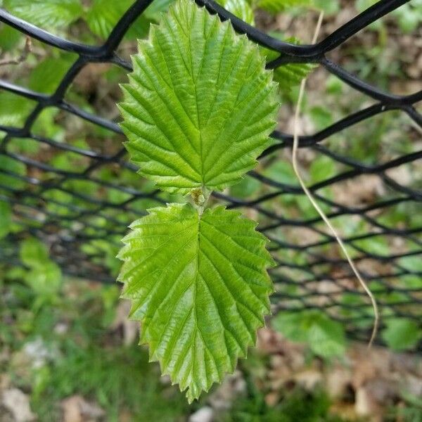 Viburnum dentatum Leaf