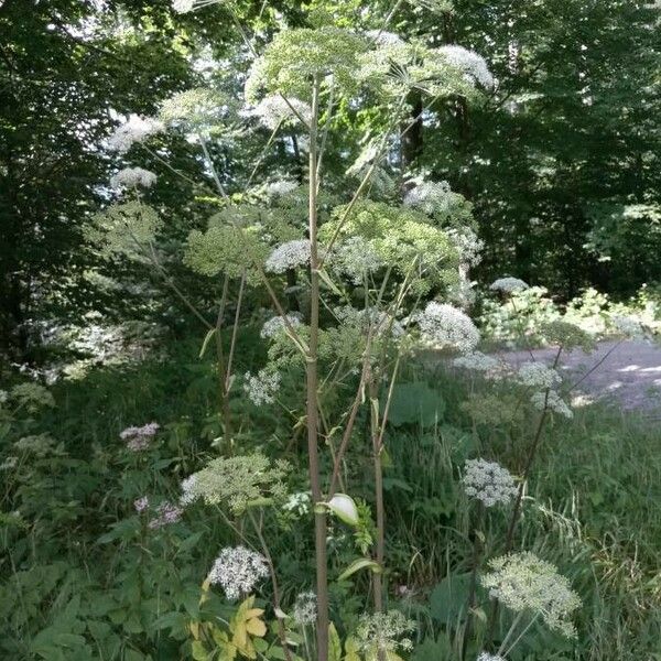 Angelica sylvestris Квітка