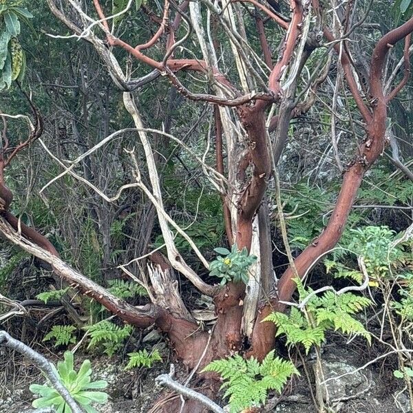 Arbutus canariensis 树皮