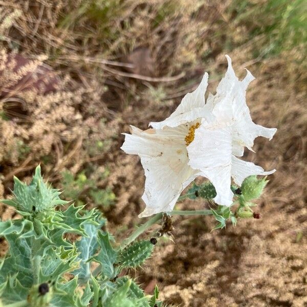 Argemone albiflora Квітка