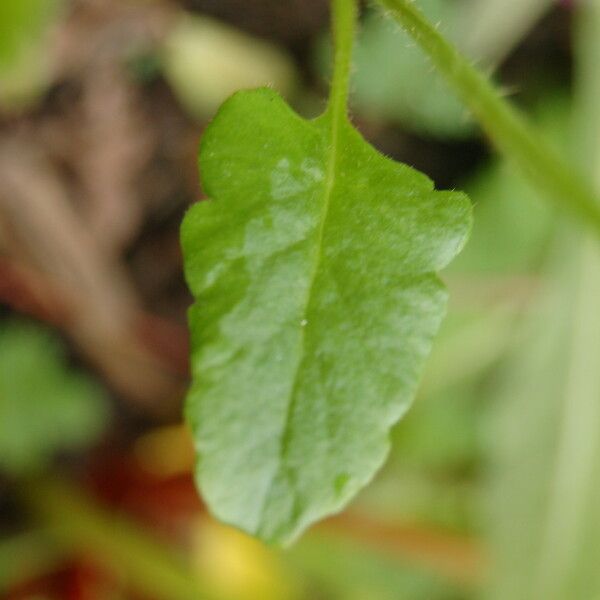 Meconopsis polygonoides Liść