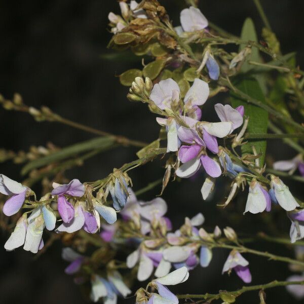 Desmodium cajanifolium Flower