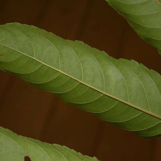 Banara guianensis Levél