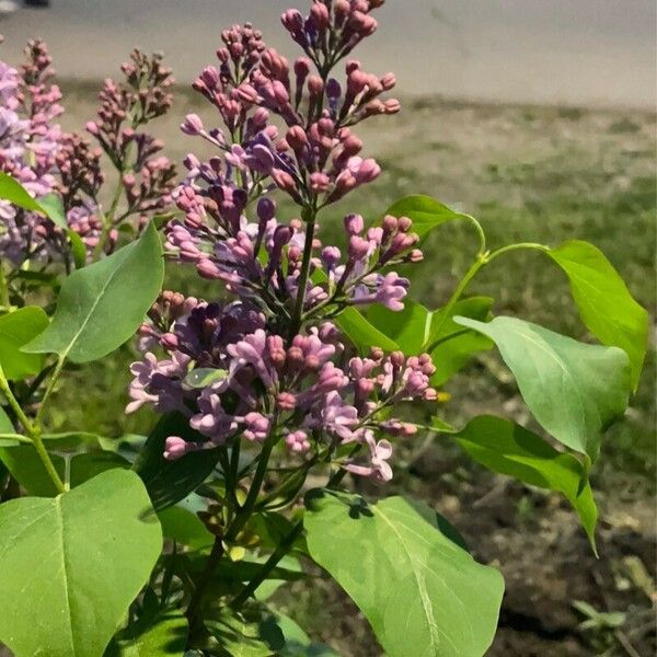 Syringa vulgaris Blomma