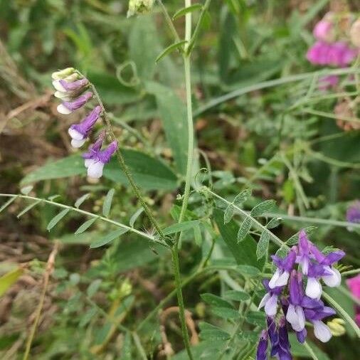 Vicia sepium Habit