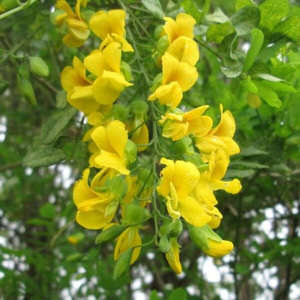 Calpurnia aurea Blomst