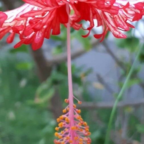 Hibiscus schizopetalus Λουλούδι