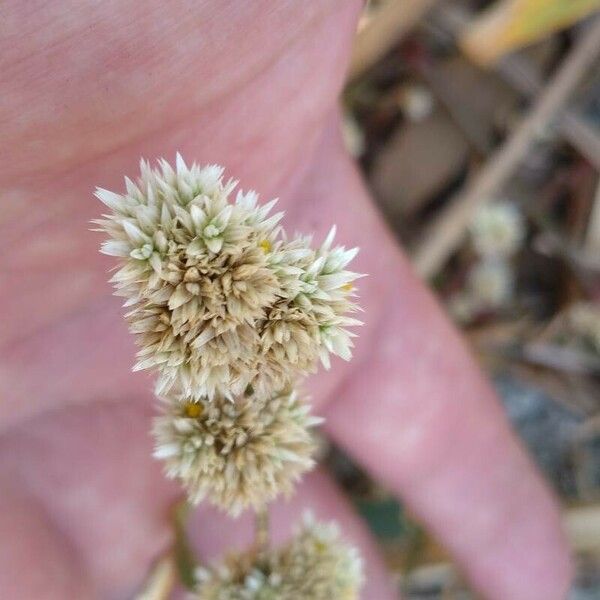 Alternanthera sessilis Flower