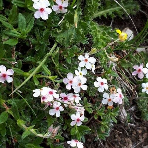 Androsace villosa Flower