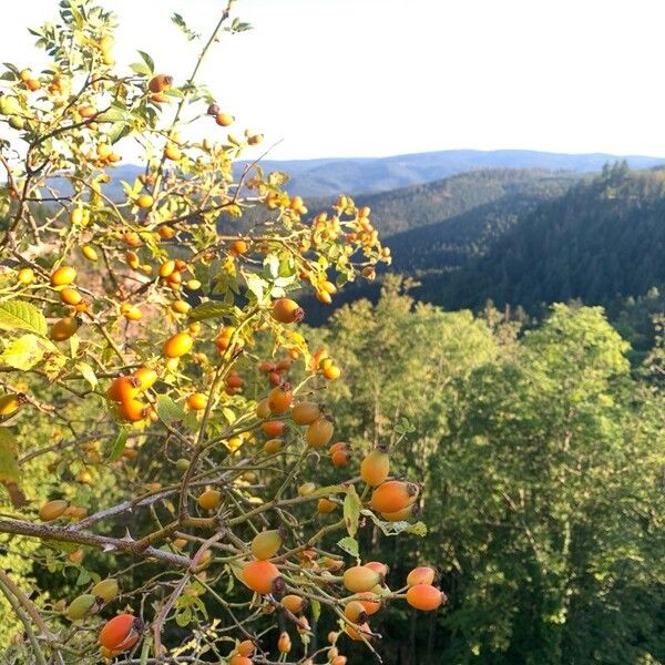 Rosa rubiginosa Fruit