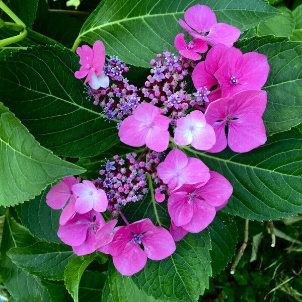 Hydrangea macrophylla Blomma